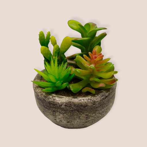 Plantas Cactus Varios en Maceta 15cm