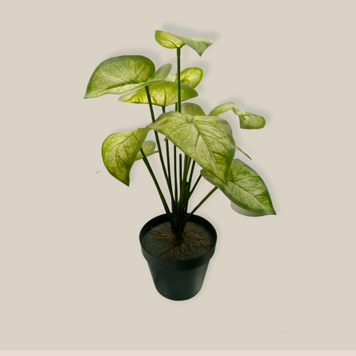 Planta Grande Maceta Negra 40cm